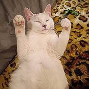 Hermione joined the competition — help win amazing prizes! cat, white_cat, pet, animal, feline, lying_down, paws_up, relaxed, cozy, leopard_print, blanket, toy, indoor, cute, fur, whiskers, ears, pink_nose, sleepy, domestic_animal