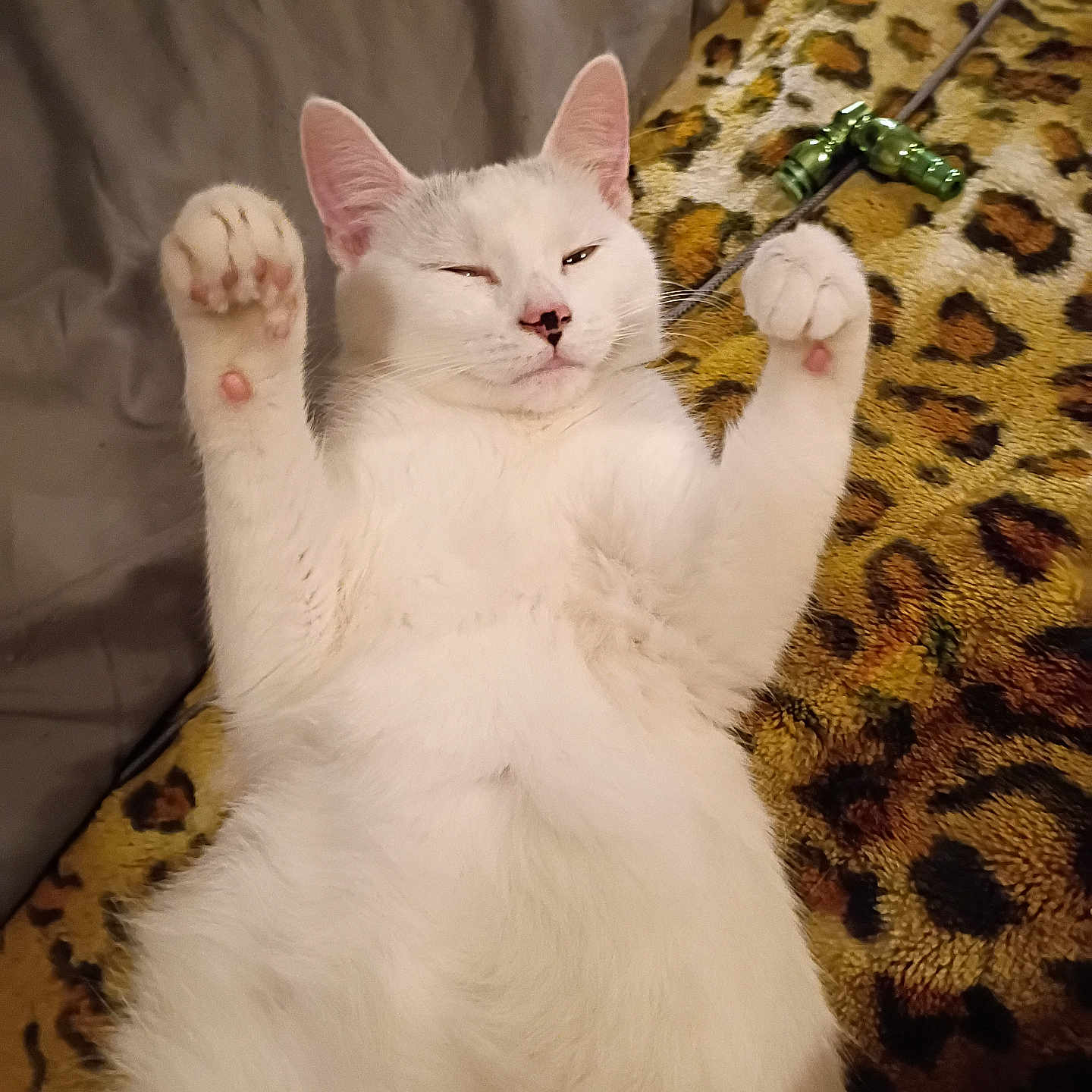 Hermione joined the competition — help win amazing prizes! cat, white_cat, pet, animal, feline, lying_down, paws_up, relaxed, cozy, leopard_print, blanket, toy, indoor, cute, fur, whiskers, ears, pink_nose, sleepy, domestic_animal