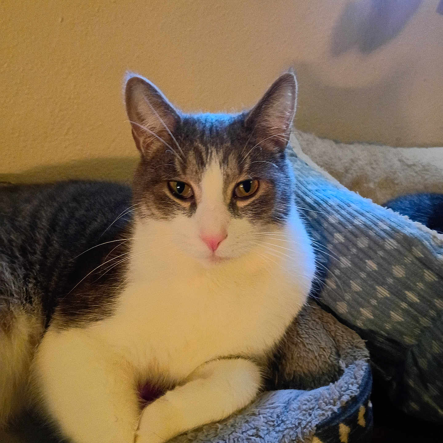 Nelson
