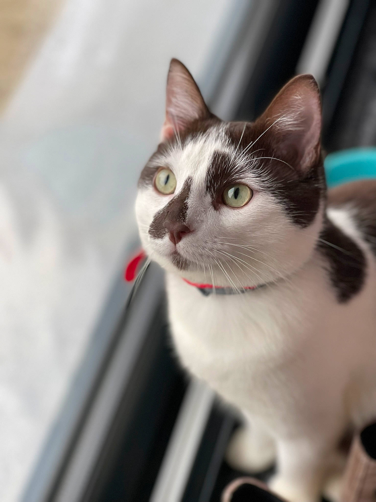 Kinder participe au concours pour gagner de l'argent avec cette photo : box, carnivore, cat, domestic_short_haired_cat, felidae, fur, small_to_medium_sized_cats, snout, whiskers