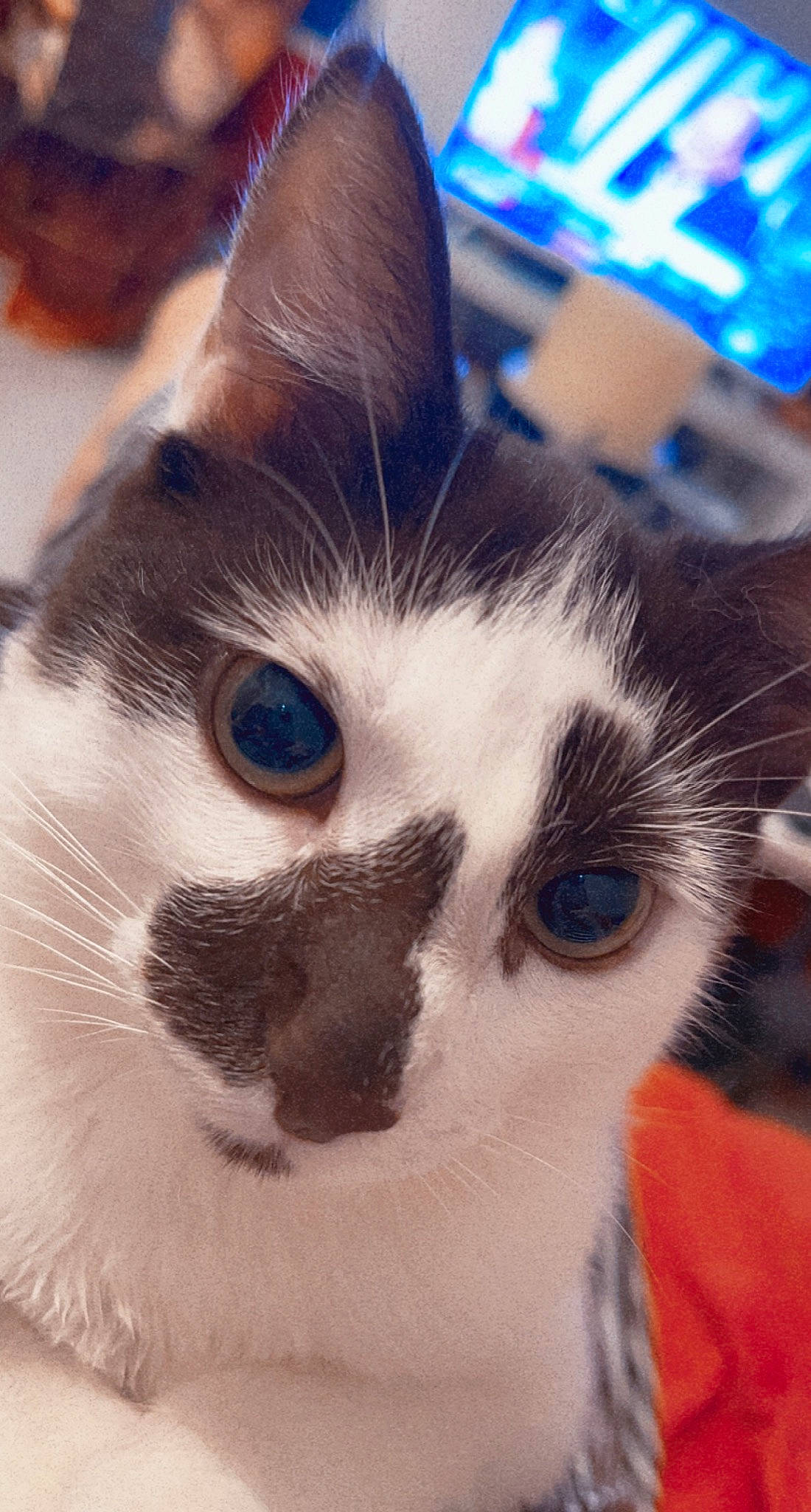 Kinder participe au concours pour gagner de l'argent avec cette photo : carnivore, cat, close_up, cloud, domestic_short_haired_cat, eye, felidae, fur, nose, paw, sky, small_to_medium_sized_cats, snout, square, tail, terrestrial_animal, whiskers