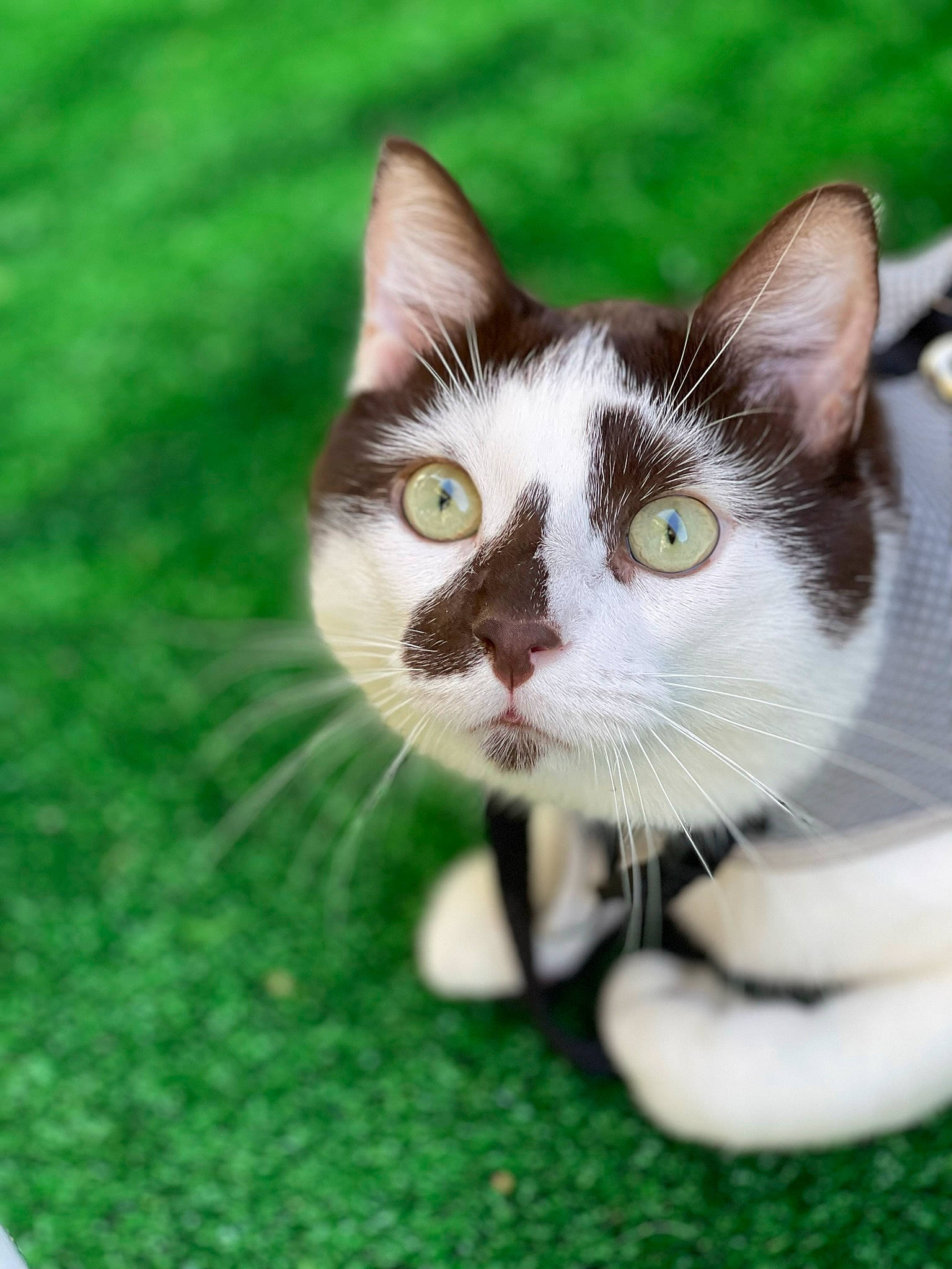 Kinder a rejoint le concours — aidez-le/la à gagner de superbes lots ! carnivore, cat, domestic_short_haired_cat, eye, fawn, felidae, foot, fur, grass, grassland, groundcover, lawn, paw, plant, small_to_medium_sized_cats, snout, tail, terrestrial_animal, tree, whiskers