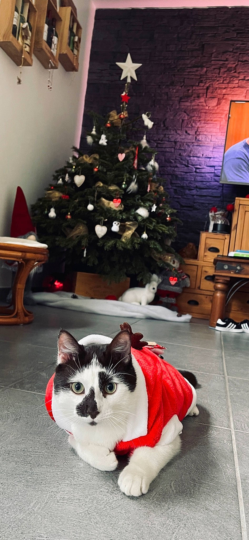 Kinder a rejoint le concours — aidez-le/la à gagner de superbes lots ! carnivore, cat, christmas, christmas_decoration, christmas_ornament, christmas_tree, event, felidae, holiday, holiday_ornament, light, ornament, photograph, plant, small_to_medium_sized_cats, snapshot, tail, tree, whiskers, white