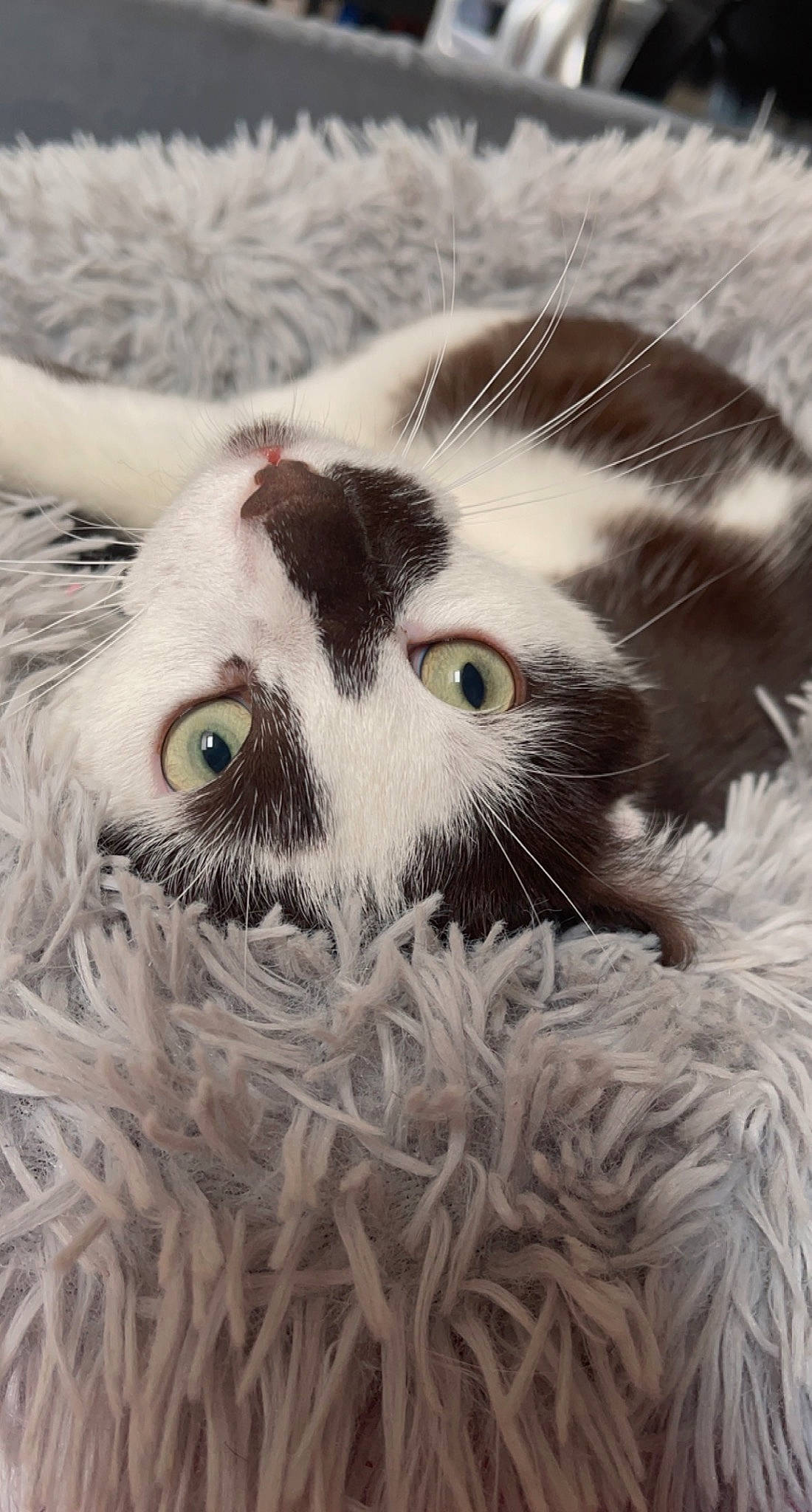 Kinder a rejoint le concours — aidez-le/la à gagner de superbes lots ! art, carnivore, cat, domestic_short_haired_cat, eyelash, felidae, fur, grass, mammal, monochrome, paw, small_to_medium_sized_cats, snout, terrestrial_animal, tree, vertebrate, whiskers, wildlife