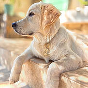 Brooklyn a rejoint le concours — aidez-le/la à gagner de superbes lots ! animal, calm, collar, cute, daylight, dog, ears, fur, golden_retriever, laying, outdoor, paws, pendant, pet, portrait, puppy, relaxed, snout, stone_steps, sunlight