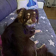 Abdul a rejoint le concours — aidez-le/la à gagner de superbes lots ! dog, brown_dog, small_dog, couch, blanket, star_pattern, pillow, stitch_character, indoor, pet, fur, ears, eyes, relaxed, home, furniture, wooden_floor, comfort, animal, cute