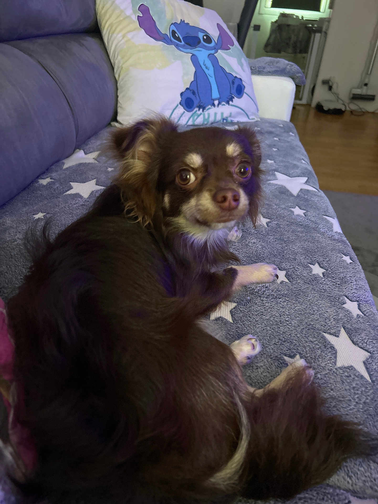 Abdul a rejoint le concours — aidez-le/la à gagner de superbes lots ! dog, brown_dog, small_dog, couch, blanket, star_pattern, pillow, stitch_character, indoor, pet, fur, ears, eyes, relaxed, home, furniture, wooden_floor, comfort, animal, cute