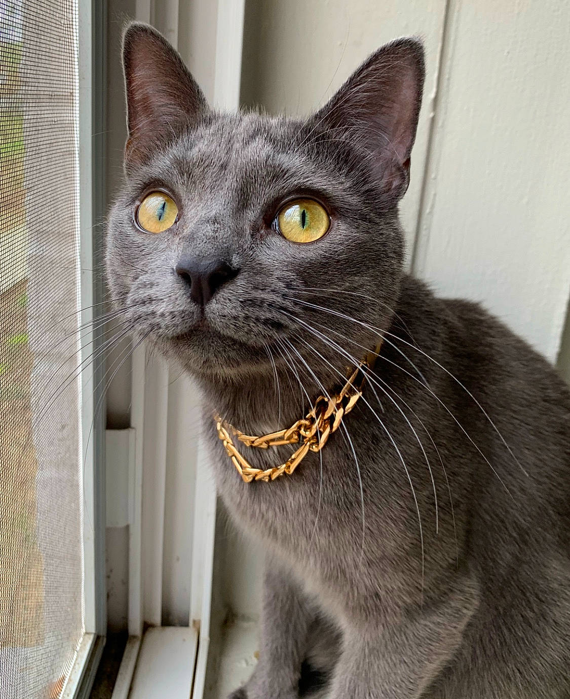 Hermes is registered to the contest to win money with this photo: carnivore, cat, domestic_short_haired_cat, felidae, fur, grey, havana_brown, russian_blue, small_to_medium_sized_cats, snout, terrestrial_animal, whiskers, window
