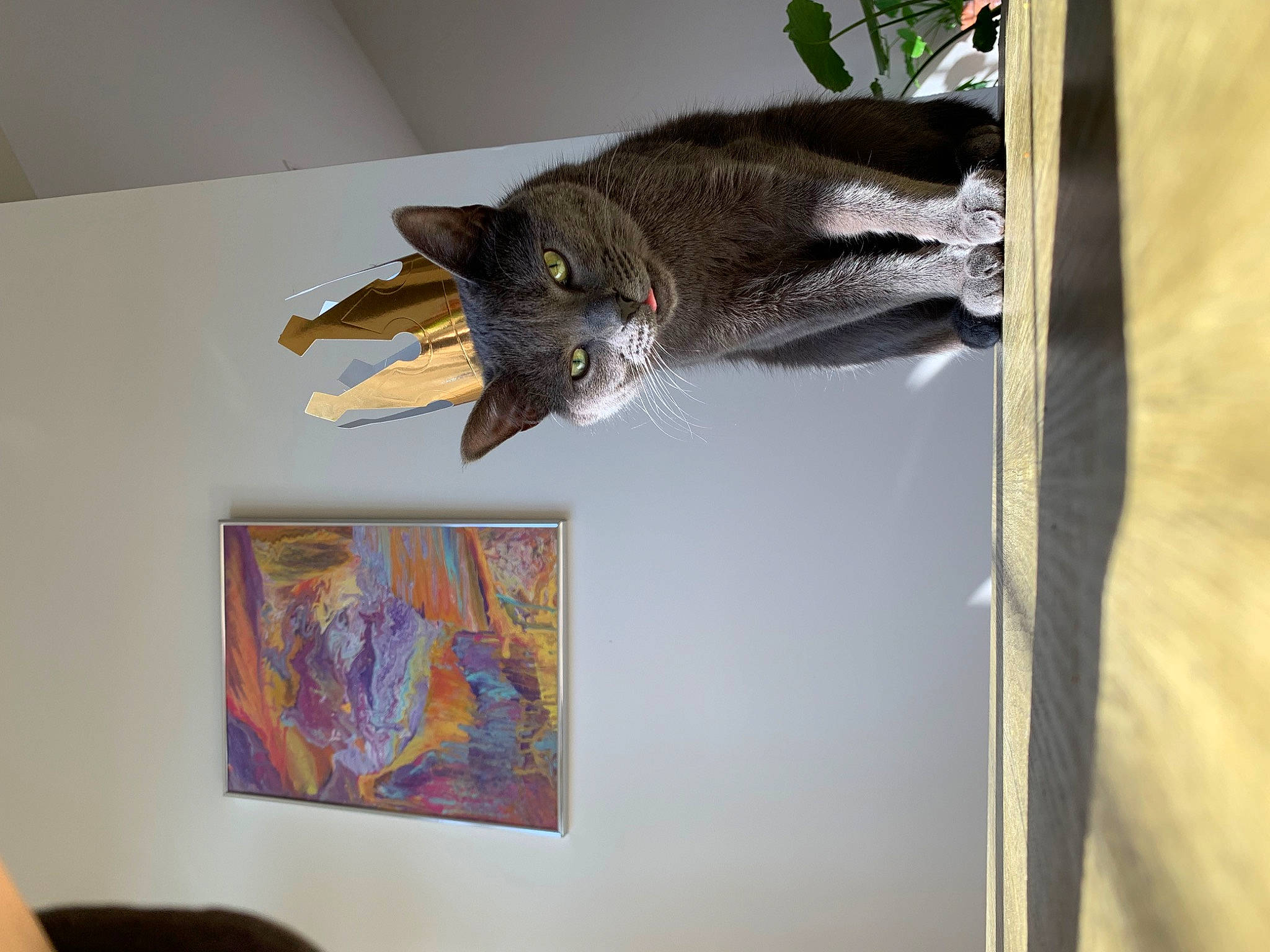 Hermes is registered to the contest to win money with this photo: art, carnivore, cat, domestic_short_haired_cat, event, felidae, fur, picture_frame, room, small_to_medium_sized_cats, tail, visual_arts, whiskers, wood