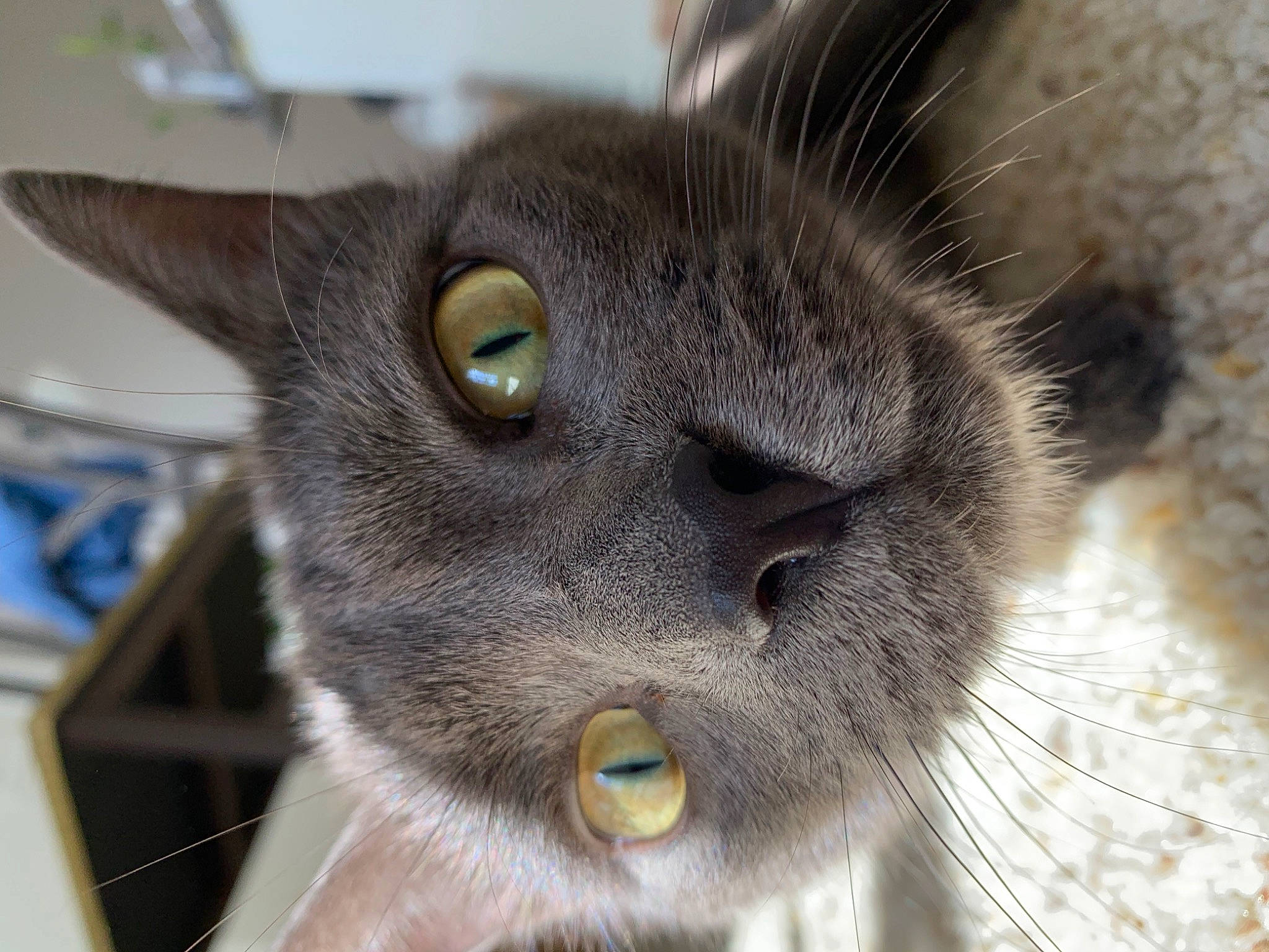 Hermes joined the competition — help win amazing prizes! carnivore, cat, close_up, domestic_short_haired_cat, ear, felidae, fur, russian_blue, small_to_medium_sized_cats, snout, terrestrial_animal, whiskers