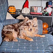 Callie is registered to the contest to win money with this photo: dog, dogs, puppy, fluffy, small_dog, brown_dog, tan_dog, sitting, lying_down, couch, living_room, indoor, pet, animal, fur, ears, paws, portrait, home_decor, shelf