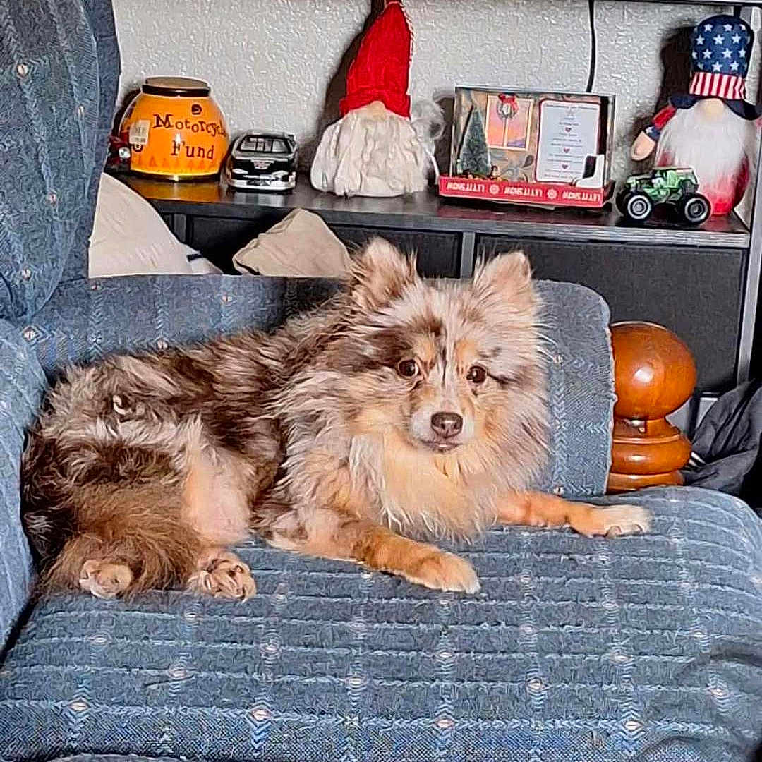 Callie is registered to the contest to win money with this photo: dog, dogs, puppy, fluffy, small_dog, brown_dog, tan_dog, sitting, lying_down, couch, living_room, indoor, pet, animal, fur, ears, paws, portrait, home_decor, shelf