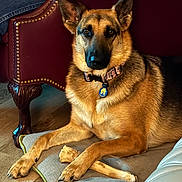Coda joined the competition — help win amazing prizes! dog, german_shepherd, bone, indoor, cushion, floor, furniture, leather_chair, wooden_floor, pet, collar, animal, canine, relaxed, lying_down, brown_fur, black_fur, ears_up, alert, domestic