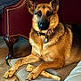 dog, german_shepherd, bone, indoor, cushion, floor, furniture, leather_chair, wooden_floor, pet, collar, animal, canine, relaxed, lying_down, brown_fur, black_fur, ears_up, alert, domestic