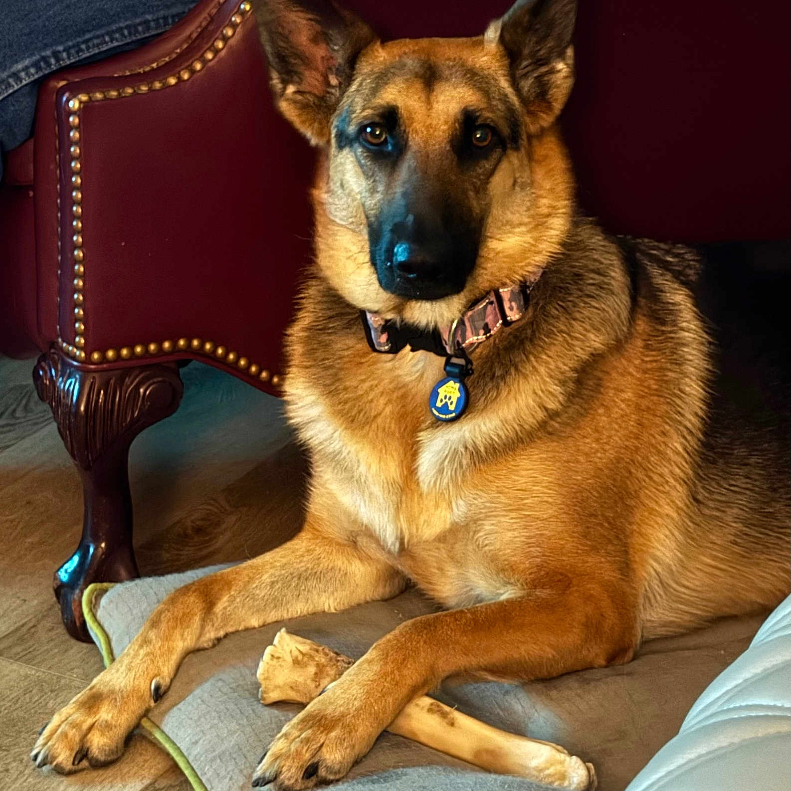 Coda joined the competition — help win amazing prizes! alert, animal, black_fur, bone, brown_fur, canine, collar, cushion, dog, domestic, ears_up, floor, furniture, german_shepherd, indoor, leather_chair, lying_down, pet, relaxed, wooden_floor