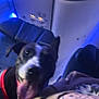 dog, airplane_interior, seat, tongue_out, blue_light, person, tattoo, leash, happy, pet, indoor, animal, closeup, blurred, canine, travel, companion, seatback, human, casual
