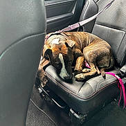Lucy joined the competition — help win amazing prizes! dog, brindle, leash, car_seat, black_leather, resting, animal, pet, interior, vehicle, harness, curled_up, floor_mat, calm, domestic_animal, seat, daylight, fur, canine, leather_seat