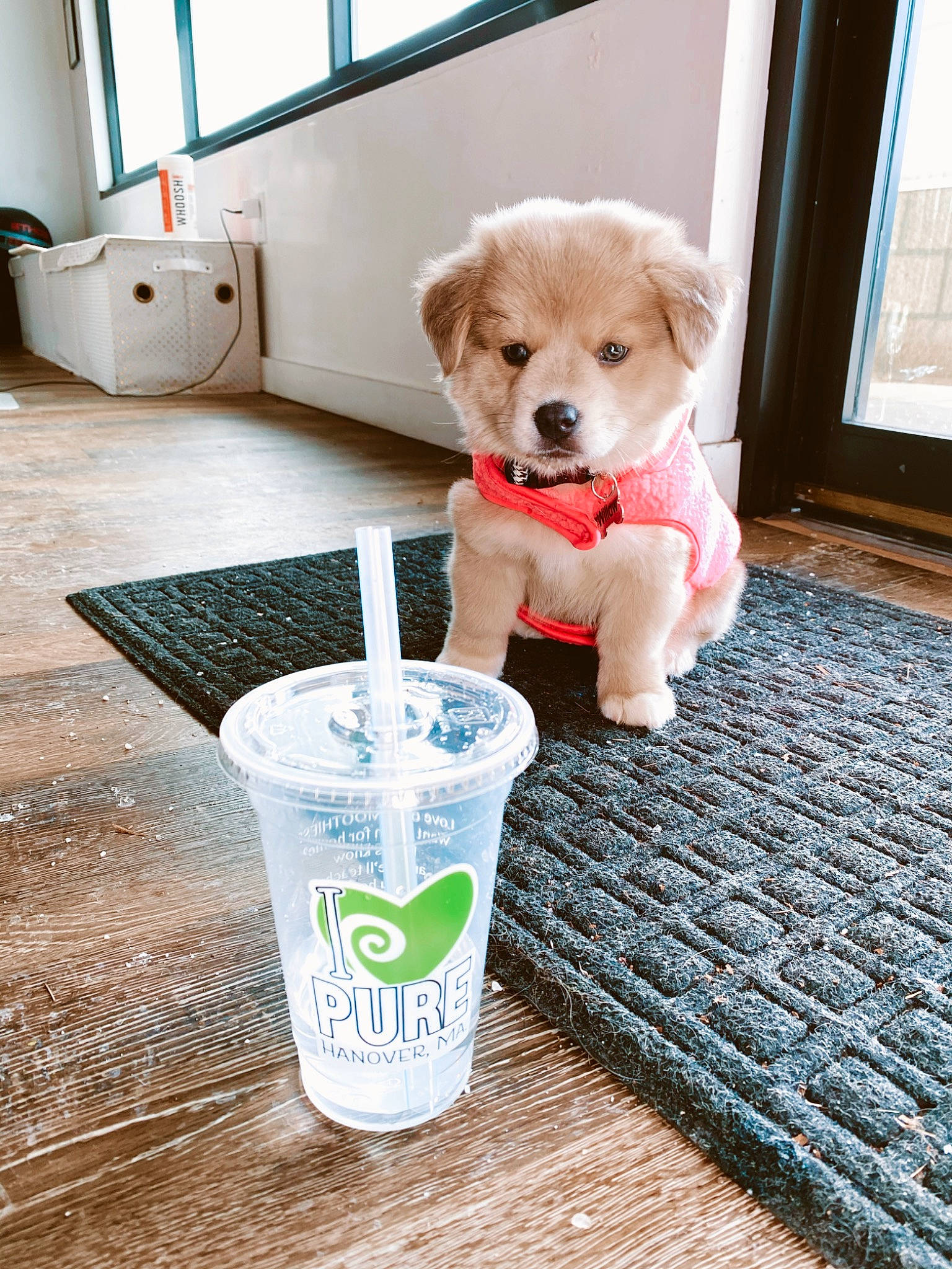 Willow is registered to the contest to win money with this photo: canidae, carnivore, companion_dog, daylighting, dog, dog_breed, dog_supply, drinkware, fixture, floor, flooring, home_accessories, logo, mat, pet_supply, plastic, puppy, sporting_group, toy_dog, working_animal