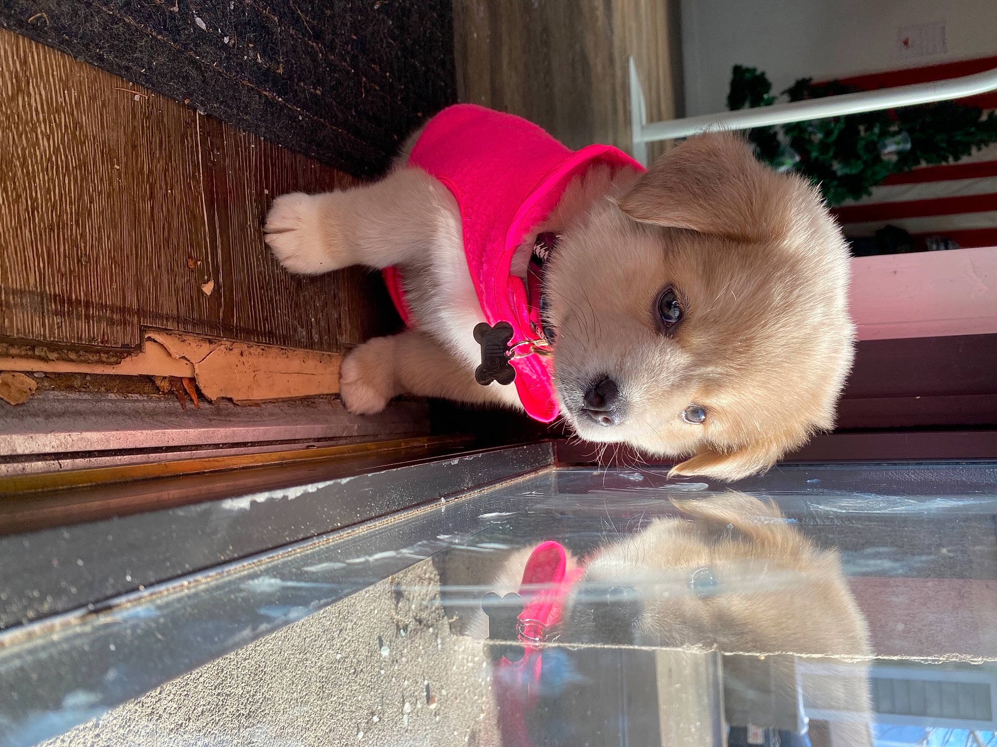 Willow is registered to the contest to win money with this photo: canidae, carnivore, collar, companion_dog, dog, dog_breed, dog_clothes, dog_supply, fawn, fur, non_sporting_group, pet_supply, puppy, snout, sporting_group, whiskers, working_animal, working_dog