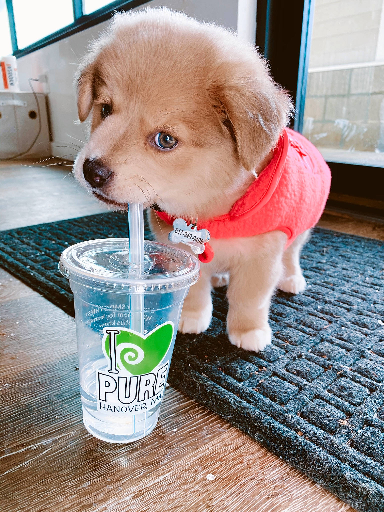 Willow joined the competition — help win amazing prizes! canidae, carnivore, companion_dog, dog, dog_breed, dog_supply, drinkware, floor, flooring, home_accessories, logo, mat, pet_supply, plastic, puppy, snout, sporting_group, tile, toy_dog, working_animal