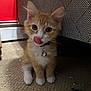 Bumblebee joined the competition — help win amazing prizes! bell, carpet, cat, collar, cute, ears, eyes, feline, fur, household, indoor, kitten, licking_nose, orange_cat, pet, sitting, small, whiskers, white_paws, young_cat