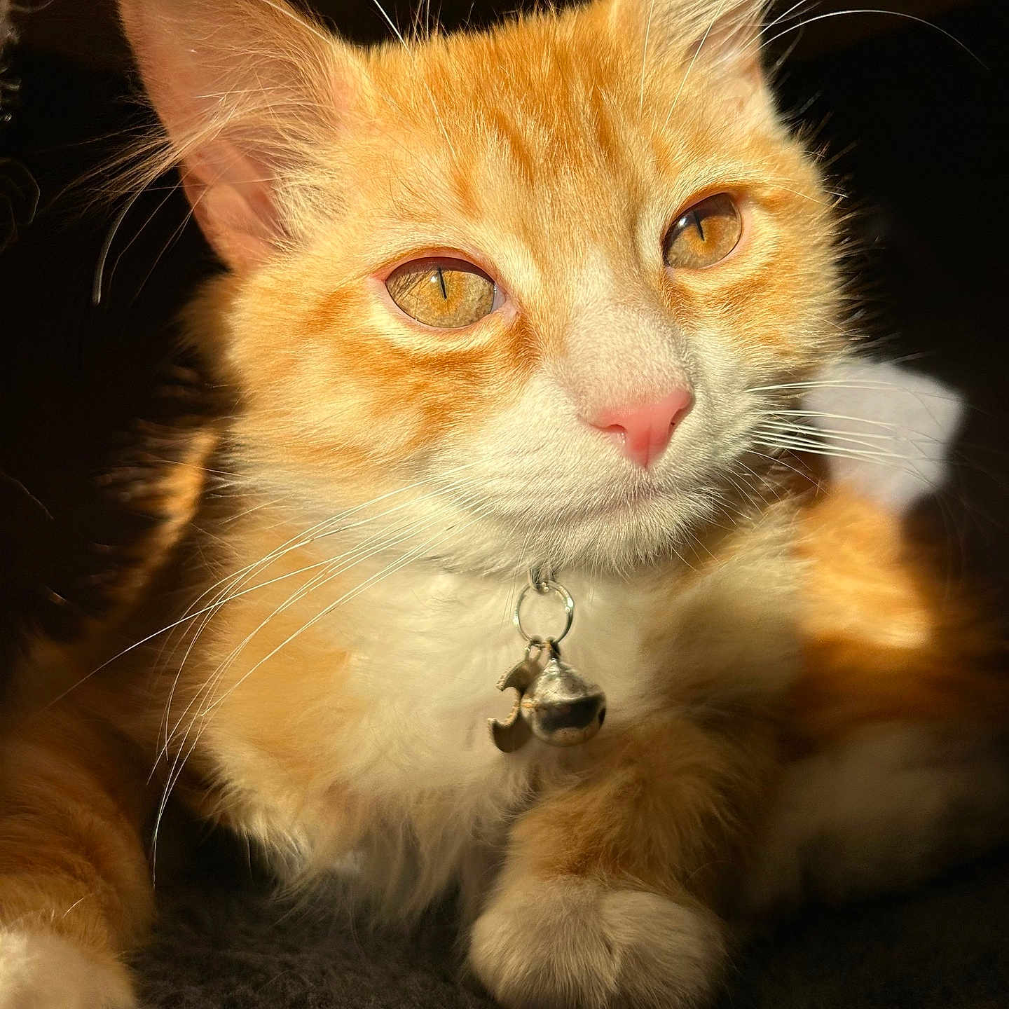 Bumblebee joined the competition — help win amazing prizes! animal, bell, cat, close_up, collar, cozy, cute, eyes, feline, fur, ginger_cat, indoor, orange, paw, pet, portrait, relaxed, sunlight, whiskers, white