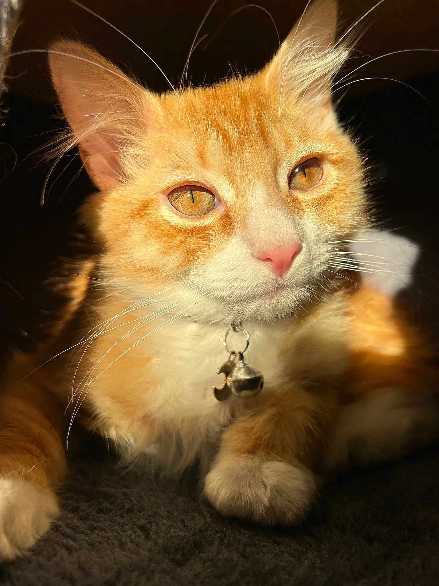 Bumblebee joined the competition — help win amazing prizes! animal, bell, cat, close_up, collar, cozy, cute, eyes, feline, fur, ginger_cat, indoor, orange, paw, pet, portrait, relaxed, sunlight, whiskers, white