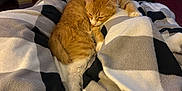 Bumblebee is registered to the contest to win money with this photo: animal, blanket, carpet, cat, chair, checkered_pattern, comfort, cozy, domestic, exercise_equipment, fur, furniture, home, indoor, orange_cat, pet, relaxing, resting, sleepy, warm_lighting