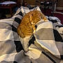 animal, blanket, carpet, cat, chair, checkered_pattern, comfort, cozy, domestic, exercise_equipment, fur, furniture, home, indoor, orange_cat, pet, relaxing, resting, sleepy, warm_lighting