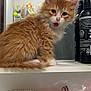 Bumblebee is registered to the contest to win money with this photo: animal, bathroom, bottle, brush, cat, comb, cute, eyelash_curler, feline, furry, indoor, kitten, mirror, orange_cat, pet, reflection, shelf, surprised_expression, white_cat, young_cat