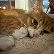 Bumblebee joined the competition — help win amazing prizes! animal, cat, close_up, cozy, cute, domestic_cat, feline, fluffy_blanket, fur, indoor, kitten, orange_cat, paw, pet, relaxed, resting, sleepy, soft_texture, whiskers, white_paws