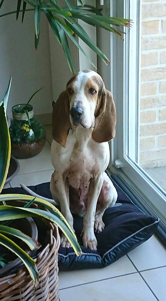 Doc participe au concours pour gagner de l'argent avec cette photo : american_foxhound, artois_hound, basset_artesien_normand, basset_hound, bracco_italiano, canidae, carnivore, companion_dog, coonhound, dog, dog_breed, estonian_hound, hound, mammal, rare_breed_dog, scent_hound, schweizer_laufhund, sporting_group, treeing_walker_coonhound, vertebrate