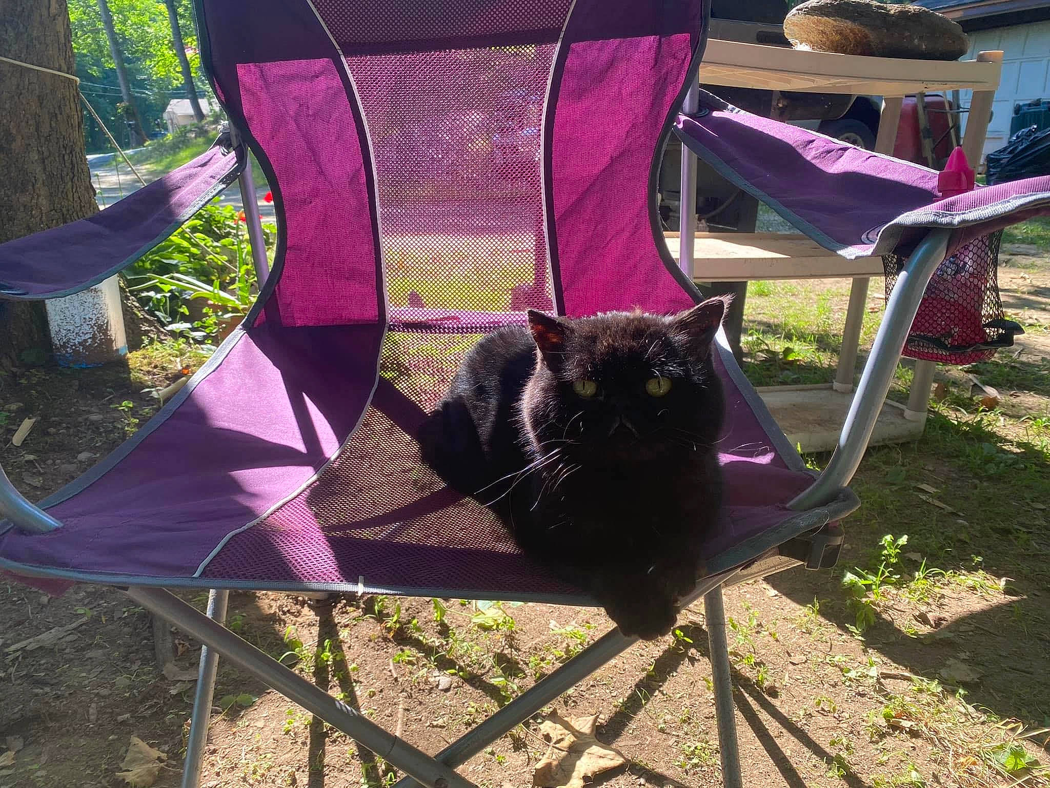 Stryke is registered to the contest to win money with this photo: bag, carnivore, cat, chair, domestic_short_haired_cat, fashion_accessory, felidae, grass, leisure, magenta, outdoor_furniture, plant, purple, shade, sitting, small_to_medium_sized_cats, tail, tints_and_shades, tree, yard