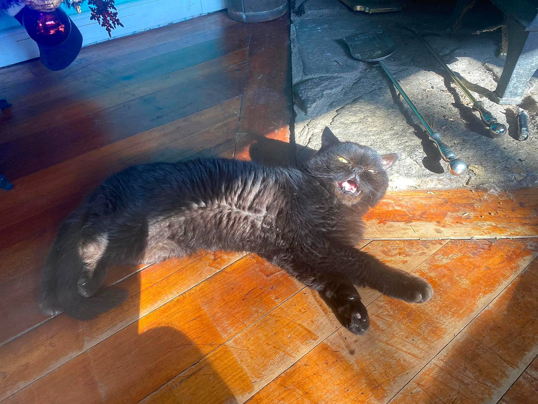 Stryke is registered to the contest to win money with this photo: black_cat, canidae, carnivore, cat, comfort, dog_breed, domestic_short_haired_cat, fawn, felidae, floor, flooring, fur, hardwood, paw, small_to_medium_sized_cats, sporting_group, tail, terrestrial_animal, whiskers, wood