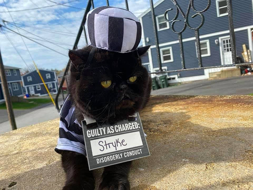 Stryke joined the competition — help win amazing prizes! asphalt, black_cat, building, carnivore, cat, cloud, felidae, fur, hat, motor_vehicle, personal_protective_equipment, plant, road, road_surface, sidewalk, sky, small_to_medium_sized_cats, snout, whiskers, window