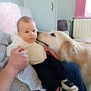 Oslo a rejoint le concours — aidez-le/la à gagner de superbes lots ! adult, baby, calm, casual, clothing, cozy, curious, dog, furniture, golden_retriever, holding_hand, human, indoor, interaction, lap, nuzzle, pet, radiator, sneakers, window
