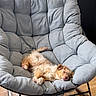 puppy, dog, sleeping, chair, cushion, indoor, cozy, pet, fur, wooden_floor, relaxing, cute, small_dog, resting, furniture, home, comfort, adorable, fluffy, canine