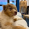 Bianca a rejoint le concours — aidez-le/la à gagner de superbes lots ! animal, blanket, blue, cozy, curious, cute, dog, fur, furniture, indoor, mannequin, pet, portrait, puppy, relaxing, room, soft, table, white, window