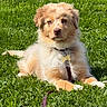 Bianca a rejoint le concours — aidez-le/la à gagner de superbes lots ! animal, canine, collar, cute, dog, fluffy, fur, grass, greenery, laying_down, leash, nature, outdoor, pet, portrait, puppy, serene, sunlight, tag, young