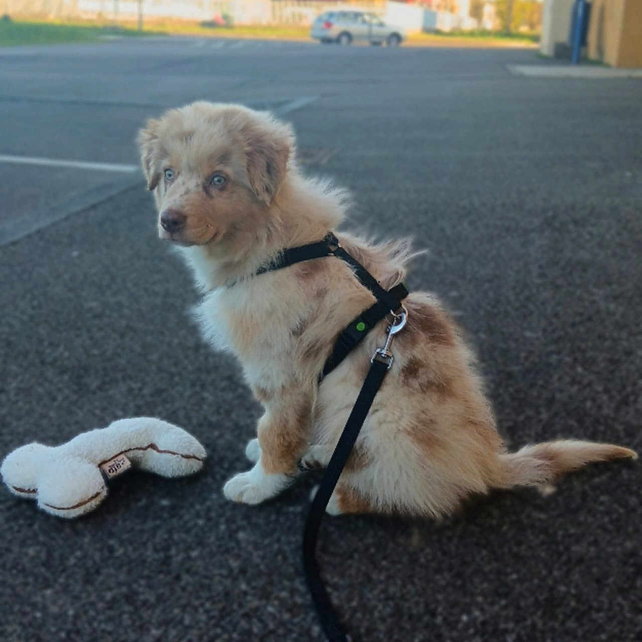 Bianca participe au concours pour gagner de l'argent avec cette photo : puppy, dog, leash, harness, plush_toy, outdoor, asphalt, parking_lot, car, building, fluffy, blue_eyes, sitting, pet, animal, cute, young_dog, toy, playful, daytime