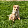 animal, canine, collar, cute, daylight, dog, fluffy, fur, grass, greenery, leash, nature, outdoor, park, pet, playful, puppy, sitting, sunlight, young_dog