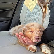 Bianca a rejoint le concours — aidez-le/la à gagner de superbes lots ! puppy, sleeping, car_seat, hand, person, fur, pet, cute, resting, light, sunlight, leather_seat, fiat, small_dog, animal, cozy, closeup, indoor, transportation, calm