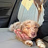 puppy, sleeping, car_seat, hand, person, fur, pet, cute, resting, light, sunlight, leather_seat, fiat, small_dog, animal, cozy, closeup, indoor, transportation, calm