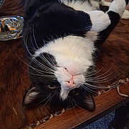 Deman joined the competition — help win amazing prizes! cat, black_and_white, lying_down, upside_down, whiskers, pink_nose, wooden_table, ashtray, cigarette_butts, papers, indoor, pet, relaxed, curious, fur, animal, domestic, table, closeup, face