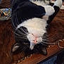 cat, black_and_white, lying_down, upside_down, whiskers, pink_nose, wooden_table, ashtray, cigarette_butts, papers, indoor, pet, relaxed, curious, fur, animal, domestic, table, closeup, face