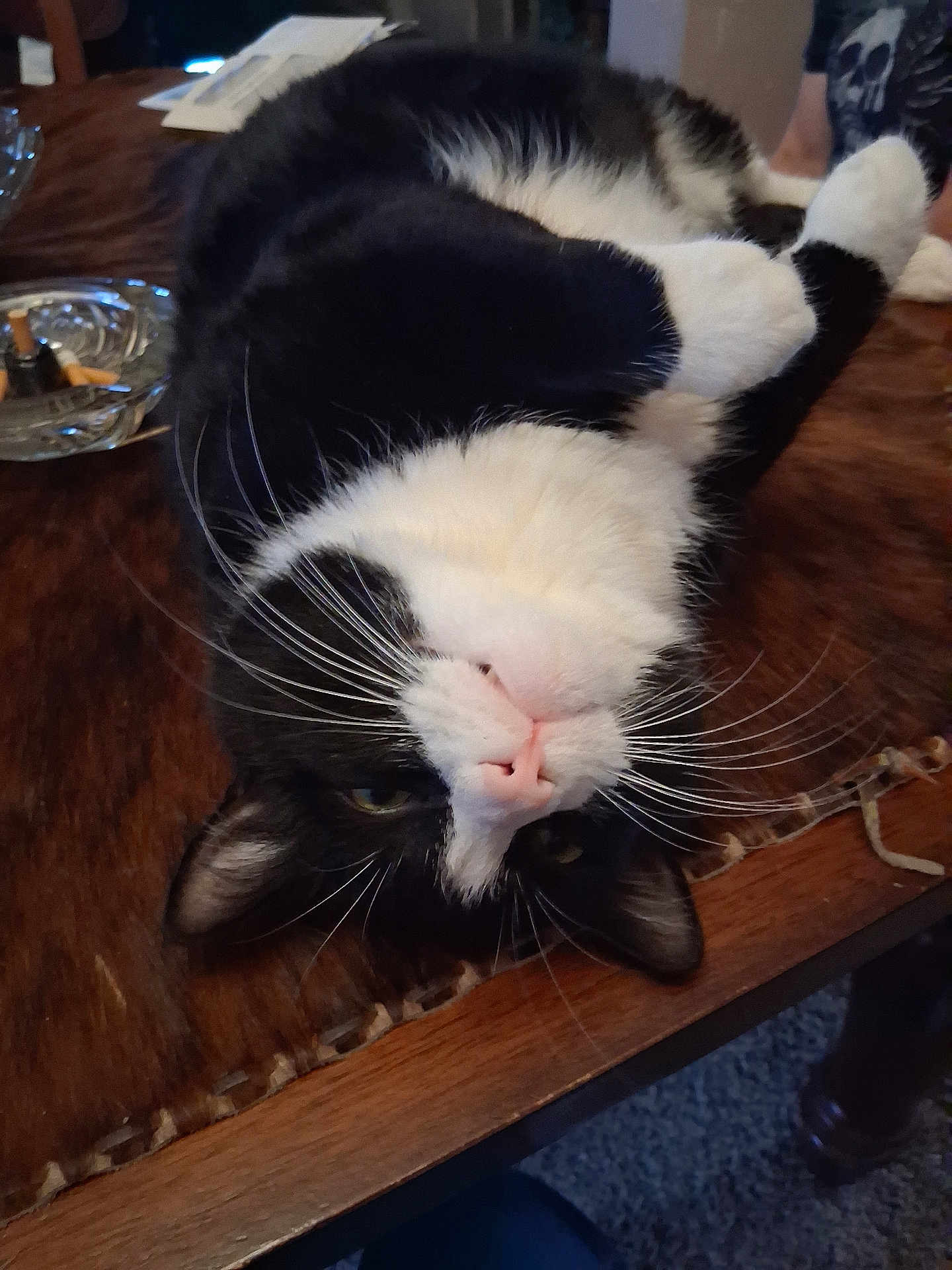 Deman joined the competition — help win amazing prizes! cat, black_and_white, lying_down, upside_down, whiskers, pink_nose, wooden_table, ashtray, cigarette_butts, papers, indoor, pet, relaxed, curious, fur, animal, domestic, table, closeup, face