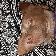 Isis a rejoint le concours — aidez-le/la à gagner de superbes lots ! animal, black_and_white, brown_fur, close_up, collar, cute, dog, domestic_animal, ears, face, fur, indoor, looking_up, lying_down, patterned_blanket, pet, portrait, relaxed, resting, white_fur