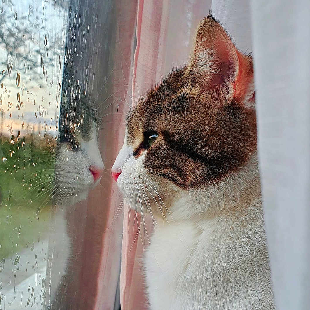 Quiska participe au concours pour gagner de l'argent avec cette photo : abyssinian, angora, animal, cat, city, curtain, face, grass, head, kitten, manx, nature, outdoors, person, pet, plant, snow, tree, window, windowsill