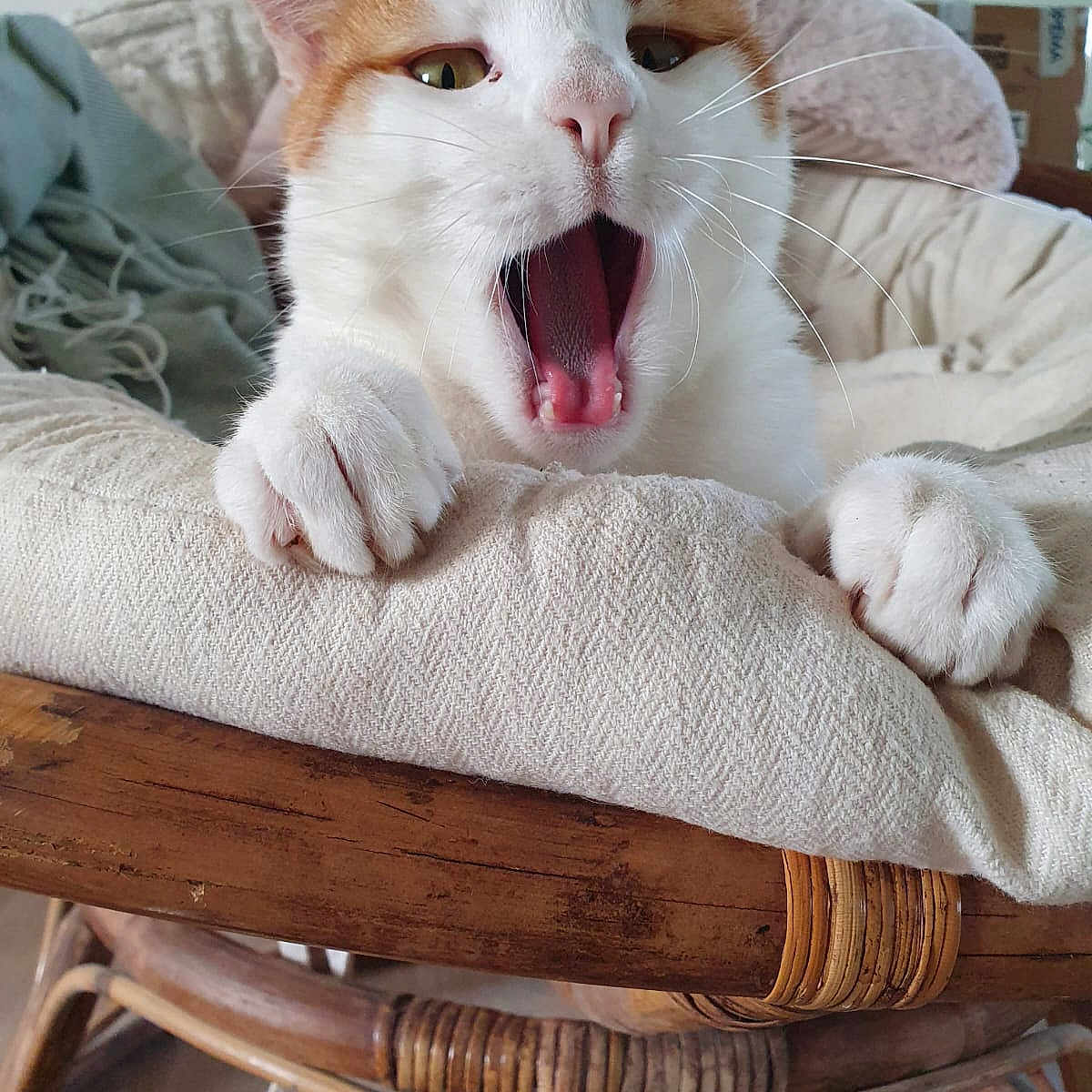 Ron