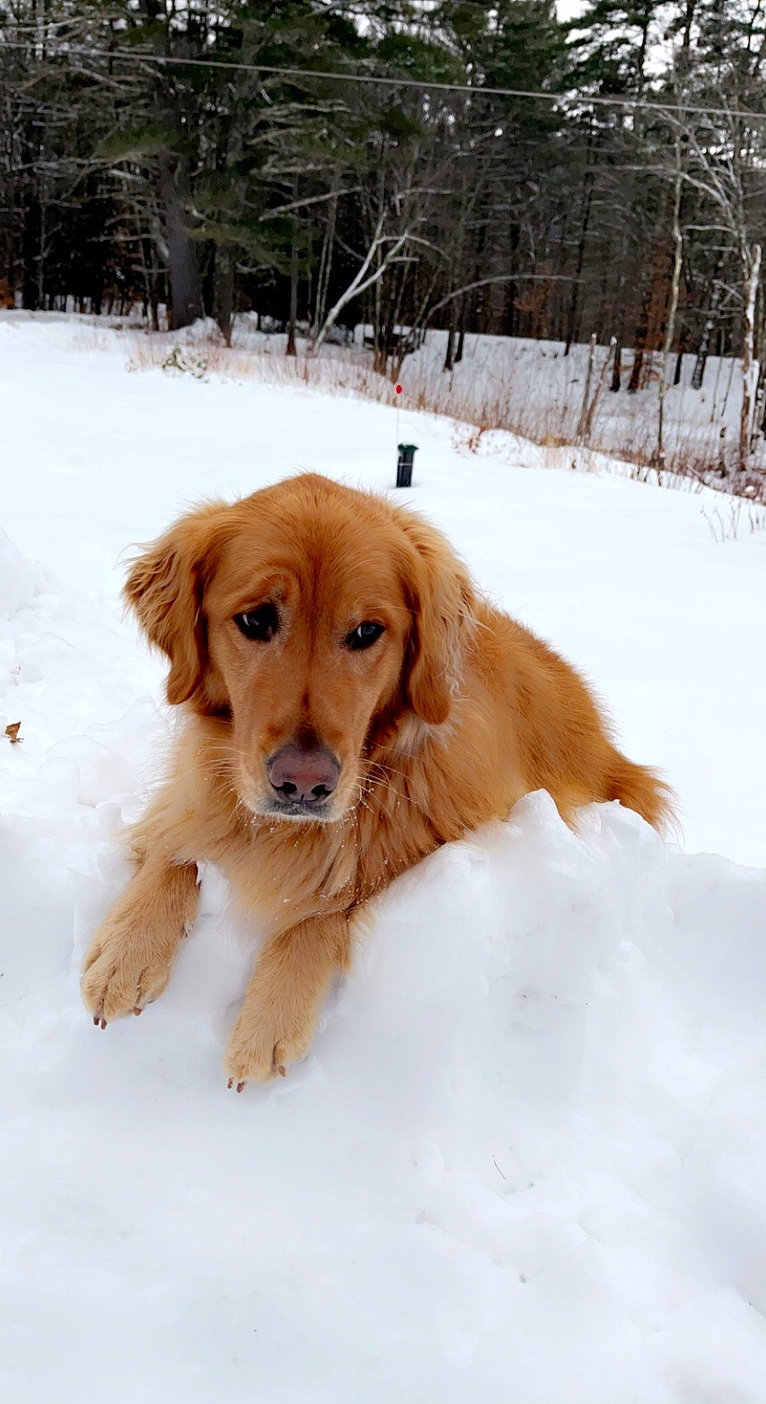 Kalli joined the competition — help win amazing prizes! canidae, carnivore, companion_dog, dog, dog_breed, fawn, freezing, fur, gun_dog, hunting_dog, liver, recreation, retriever, slope, snout, snow, sporting_group, tree, winter, wood
